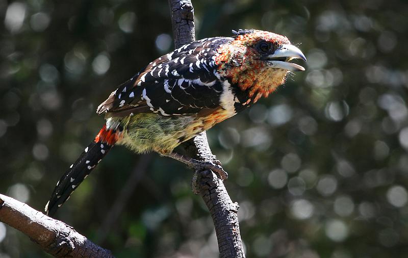 frieda voels die middag 020.jpg - Kuifkophoutkapper skree Crested Barbet